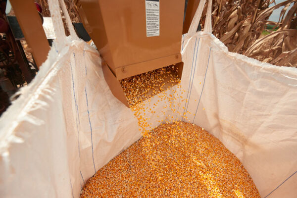 Rental - Maize harvester-1 row - Image 5